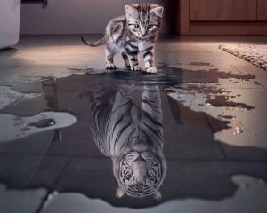 chat tigre estime